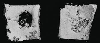 Image: Researchers from the University of Iowa have created a bio patch to regenerate missing or damaged bone. The patch has been shown (above) to regrow part of the missing skull (Photo courtesy of Satheesh Elangovan).